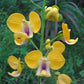Eulophia speciosa orchid