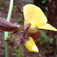 Eulophia streptopetala orchid