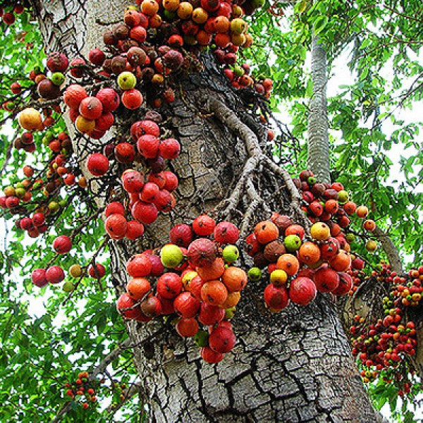 Ficus racemosa