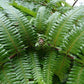 Gleichenia japonica split fern