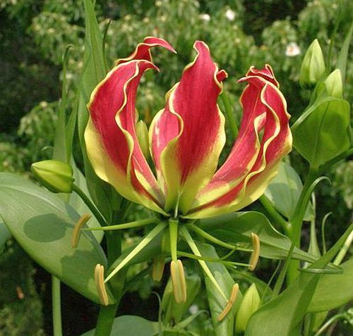 Gloriosa superba flame lily