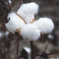 Gossypium hirsutum-cotton plant