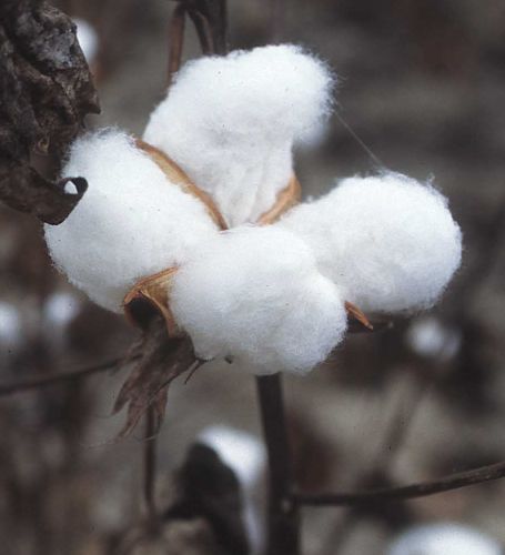 Gossypium hirsutum-cotton plant