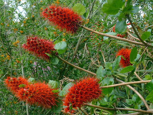 Greyia Sutherlandia