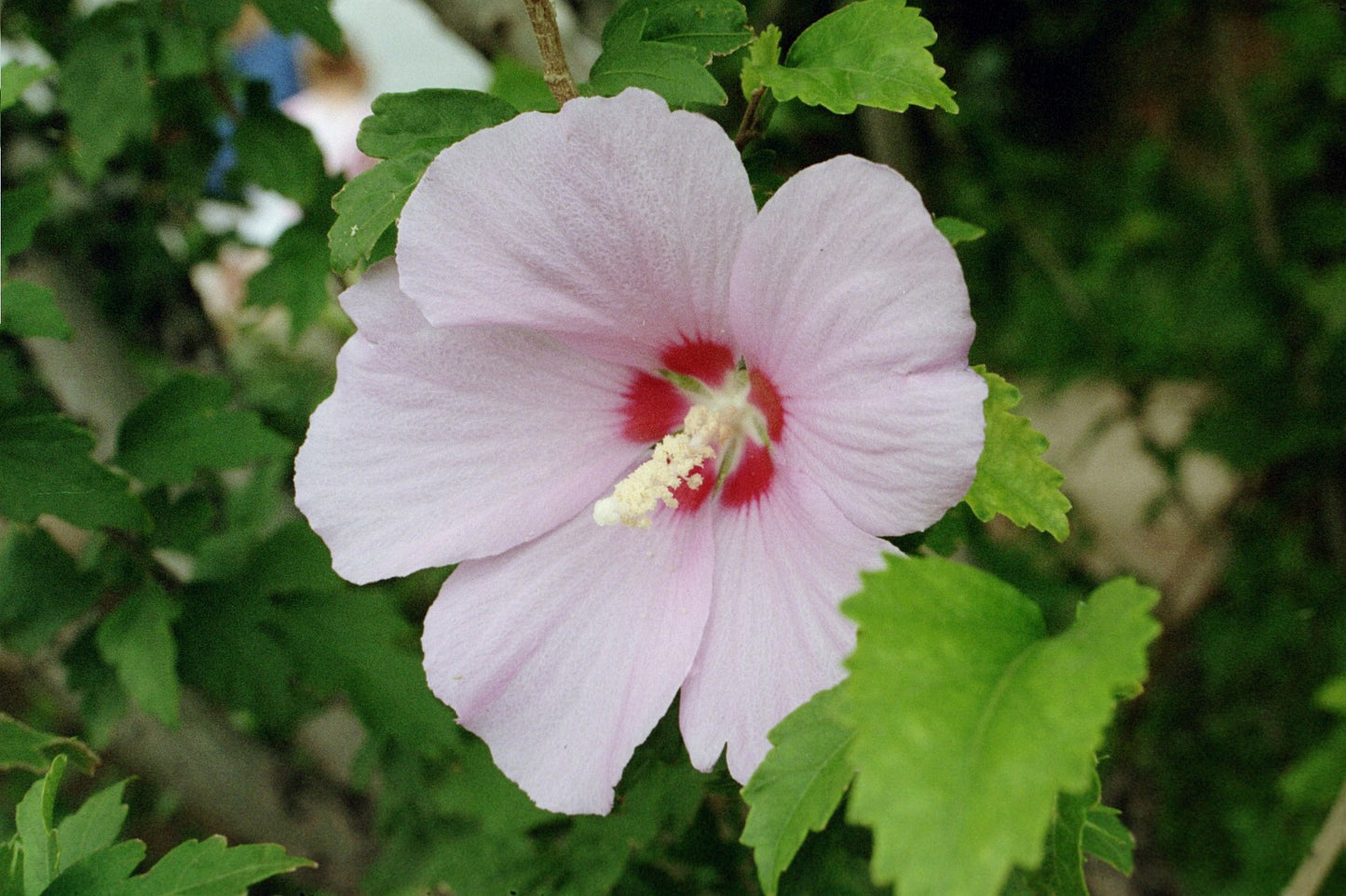 Hibiscus syriacus