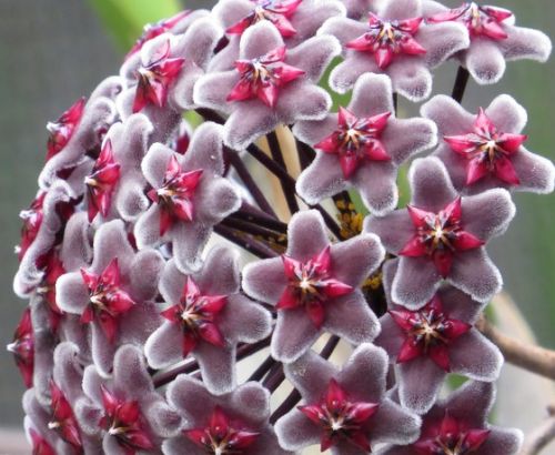 Hoya fusca porcelain flower