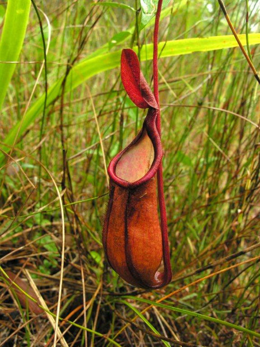 Nepenthes Kampotiana x Kampotiana