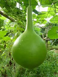 Lagenaria siceraria - Calabash (Birdhouse Gourd)