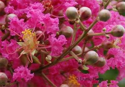 Lagerstroemia indica