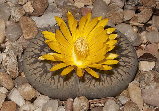 Lithops Aucampiae ssp Euniceae