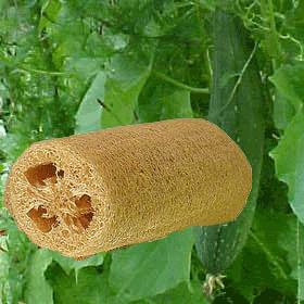 Luffa Cylindrica-luffa sponge