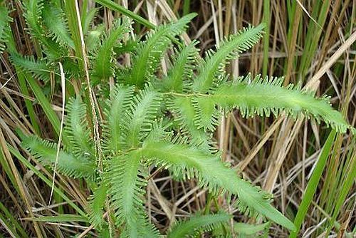 Lygodium flexuosum climbing fern
