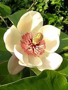 Magnolia pterocarpa