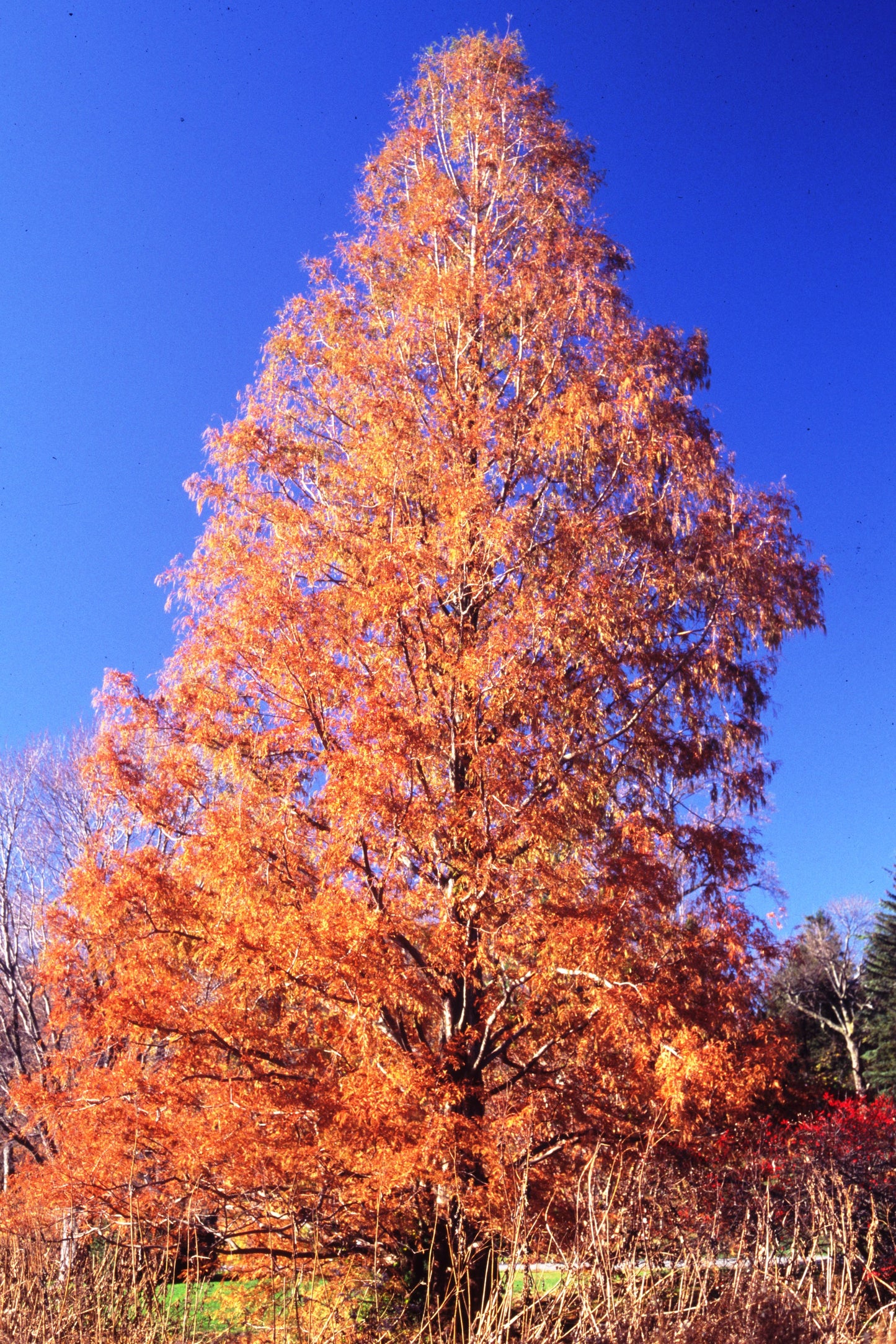 Metasequoia glyptostroboides, the dawn redwood