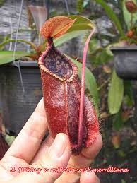 Nepenthes Mira bical x Viking x Rafflesiana