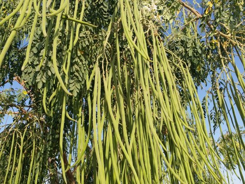 Moringa drumstick – The Exotic Seed Emporium