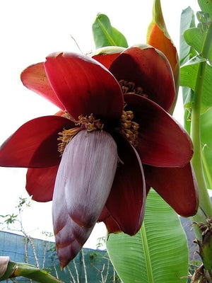 Musa balbisiana