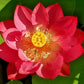 Nelumbo nucifera red- water lily