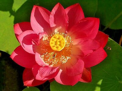 Nelumbo nucifera red- water lily