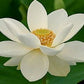 Nelumbo nucifera white-water lily