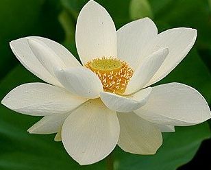 Nelumbo nucifera white-water lily