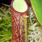 Nepenthes albomarginata brown speckle var.iant pitcher