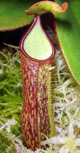 Nepenthes albomarginata brown speckle var.iant pitcher