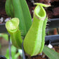 Nepenthes albomarginata purple green var.iant pitcher