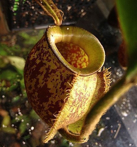 Nepenthes ampullaria brown speckle yellow lips pitcher