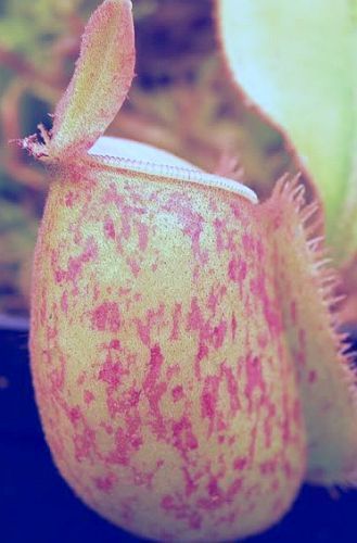Nepenthes ampullaria red green lips var. Giant