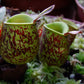 Nepenthes ampullaria tricolor