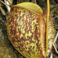 Nepenthes ampullaria tricolor pitcher