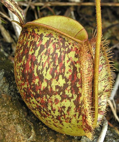 Nepenthes ampullaria tricolor pitcher