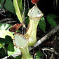 Nepenthes beccariana Sipogas Area pitcher plant