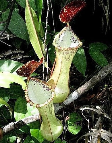 Nepenthes beccariana Sipogas Area pitcher plant