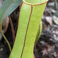 Nepenthes gracilis Green/Brown