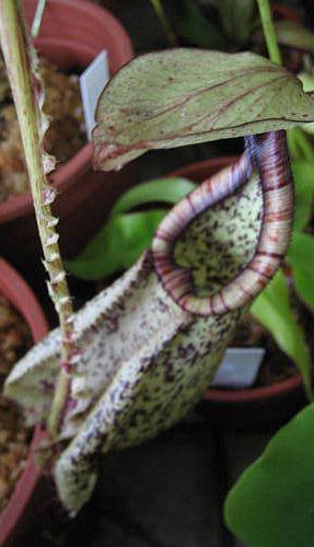 Nepenthes rafflesiana black speckle var.alata pitcher