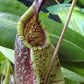 Nepenthes rafflesiana green var.squat pitcher plant