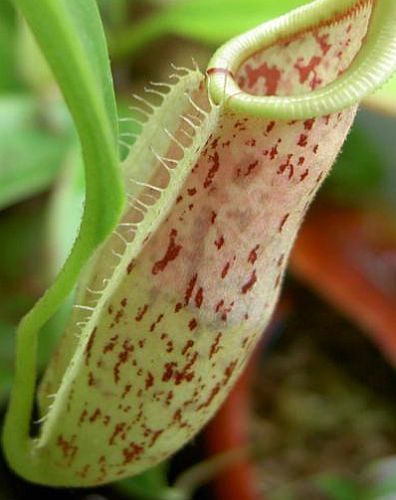 Nepenthes rafflesiana red speckle var.alata pitcher