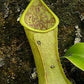 Nepenthes tobaica pitcher