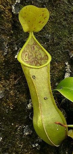 Nepenthes tobaica pitcher