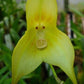 Orchid Monkey Face green