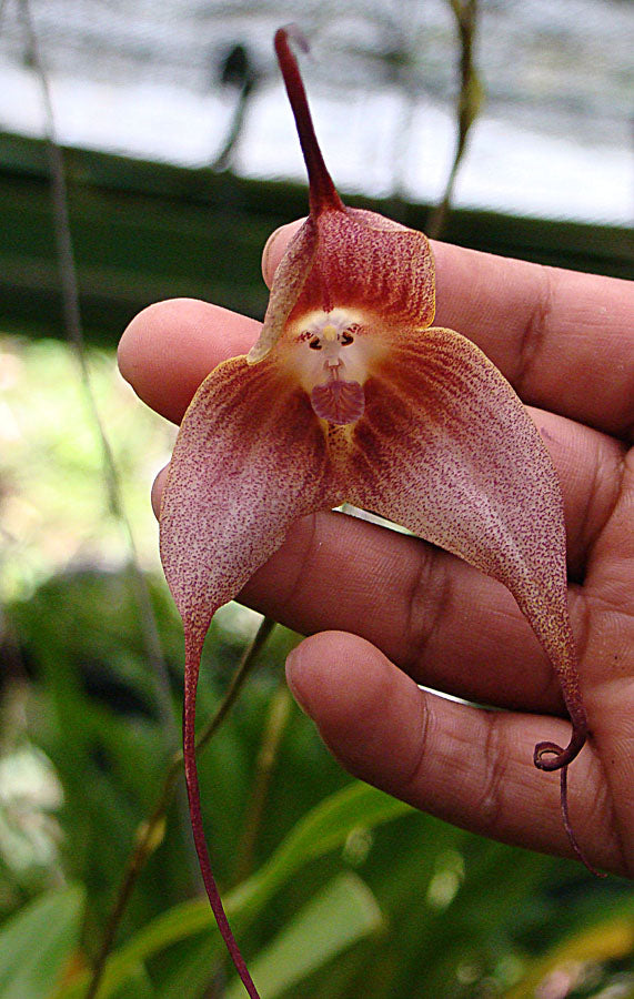 Orchid Monkey Face Large Face