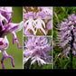 Orchis italica Purple-men Orchid
