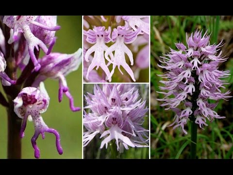 Orchis italica Purple-men Orchid
