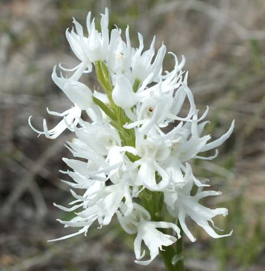 Orchis italica white-Men Orchid