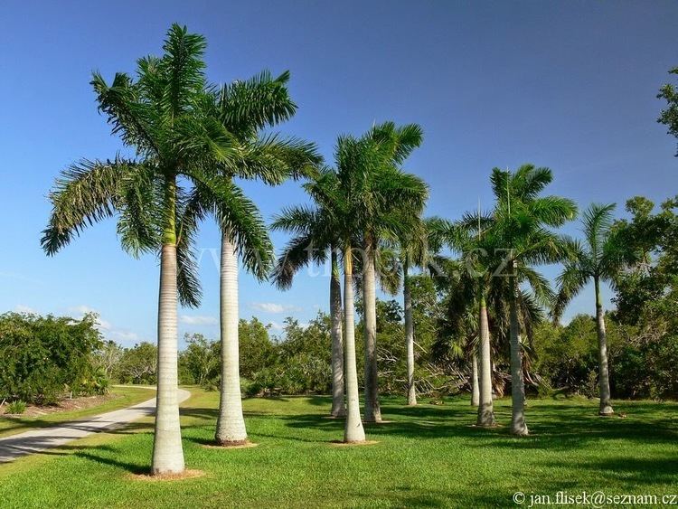 Oreodoxa regia