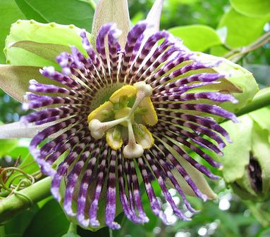 Passiflora ligularis Sweet Granadilla