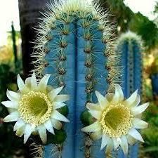 Pilosocereus azureus Blue Torch Cactus