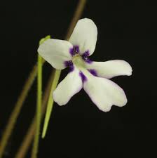 Pinguicula sp. Tonala ANPA A (Butterworts) Very Rare